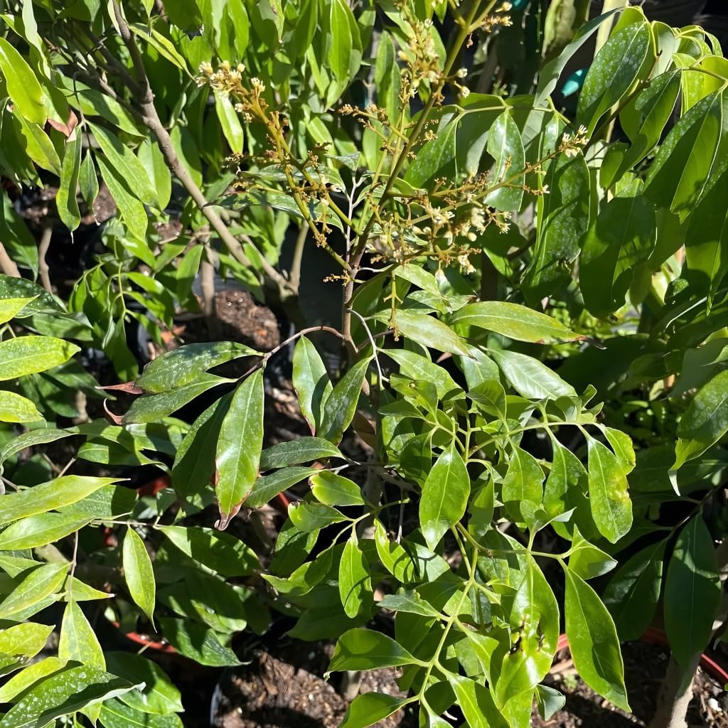 Mauritius Lychee Trees Live Plants | 2.5–3 Ft Live Potted Plant | Compact Sweet Fruit Tree for Patios, Balconies & Backyard Gardens | No Ship to CA,HI,AK