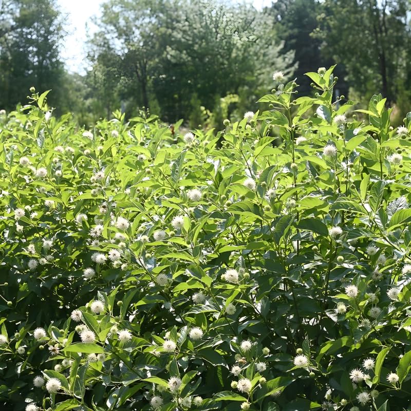 10 Buttonbush Live Plant | Cephalanthus occidentalis Live Shrubs | 1–2 Feet Tall | Great for Pollinator Gardens, Wetland & Landscape Planting
