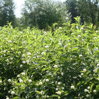 10 Buttonbush Live Plant | Cephalanthus occidentalis Live Shrubs | 1–2 Feet Tall | Great for Pollinator Gardens, Wetland & Landscape Planting