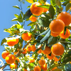 Fresh Blood Oranges Live Plants | 2.5–3 Ft Live Citrus Plant | Hardy Easy-Grow Edible Fruit Tree for Home Gardens & Patios | No Ship to CA,HI,AK