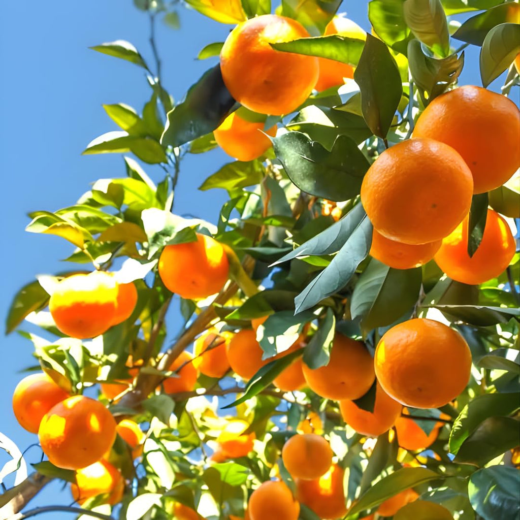 Hamlin Orange Tree for Planting | 2.5–3 Ft Live Citrus Plant | Easy-Grow Edible Fruit Tree for Home Gardens & Patios | No Ship to CA,HI,AK