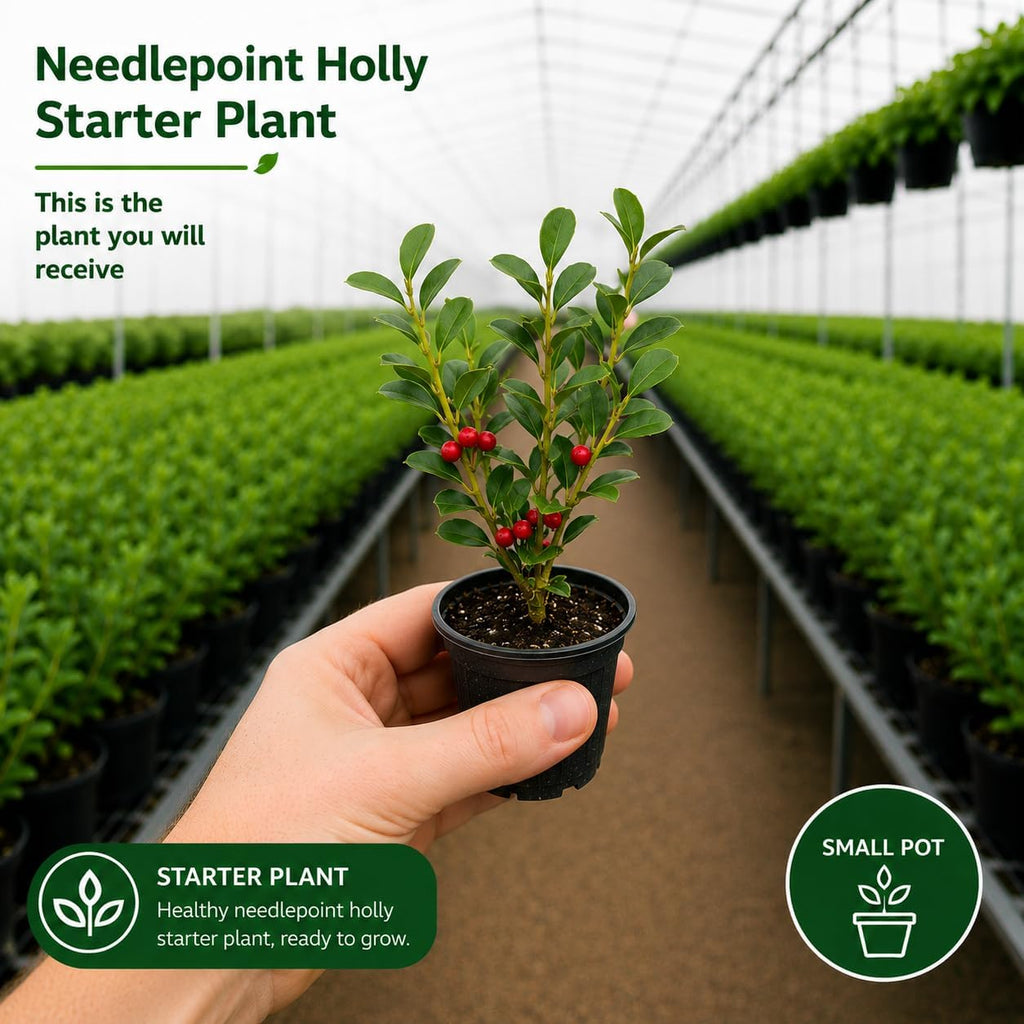Needlepoint Holly Tree Live Plant, Small Size, Easy Care, Dense Evergreen Foliage, Hardy Privacy Hedge Plant for Backyard and Gardens