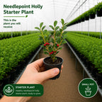2 Needlepoint Holly Bush Small Size, Hardy Holly Tree, Fast Growing, Dense Evergreen Foliage with Vibrant Red Berries, Ideal for Privacy Hedge & Gardens