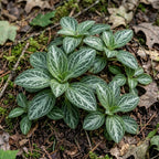 20 Downy Rattlesnake Plantain Root Systems Perennial, Vigorous Growth Habit with Showy White Flower Spikes for Home Landscapes