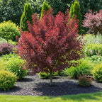 Live Red Choke Cherry Tree in 2.5 Inch Pot, Well Rooted, Easy Care Chokecherry Plant, Ornamental Plant with Red Foliage for Garden & Landscape