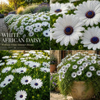 White African Daisy Plant Live, 3" Pot, Low Maintenance Bright Flower for Tabletop, Sunroom and Outdoor Garden