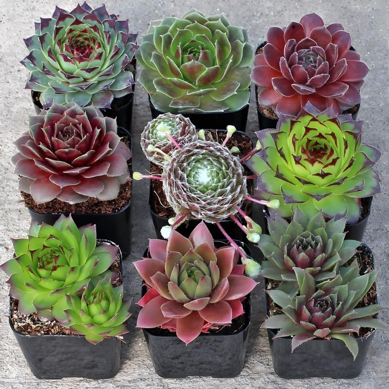 12 Succulents Assorted Succulent Plant Pack Collection, Live Mini Succulents Plants in 2 Inch Pot, Low Maintance, Perfect for Indoor Accent Décor, Minimalist Spaces & Gift Giving