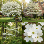 2 White Kousa Dogwood Tree, 12-18 Inch in Quart Pot, Low Maintenance Deciduous Tree, Vigorous Growth Habit with Vibrant Red Autumn Foliage
