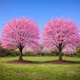 2 Okame Cherry Blossom Tree, 6-12 Inch Tall, Easy Care, Hardy Ornamental Flowering Cherry Tree, Ideal for Yard, Garden & Landscape