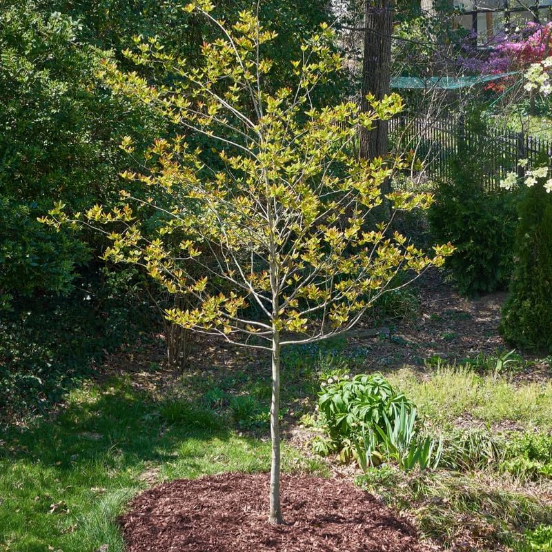 5 Black Tupelo Gum Tree Live Plant – 6 to 12 Inch Tall | Hardy Native Trees with Brilliant Fall Red Color | Great for Landscapes