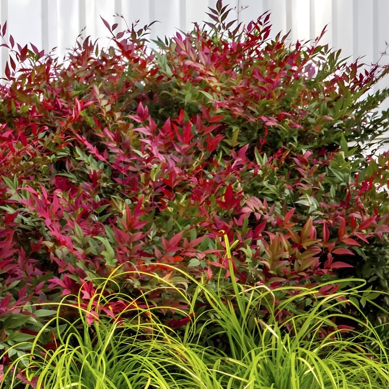 10 Dwarf Nandina Live Shrubs | 2.5-Inch Potted Nandina Plants | Compact Outdoor Shrubs | Designed for Small Spaces and Garden Edges