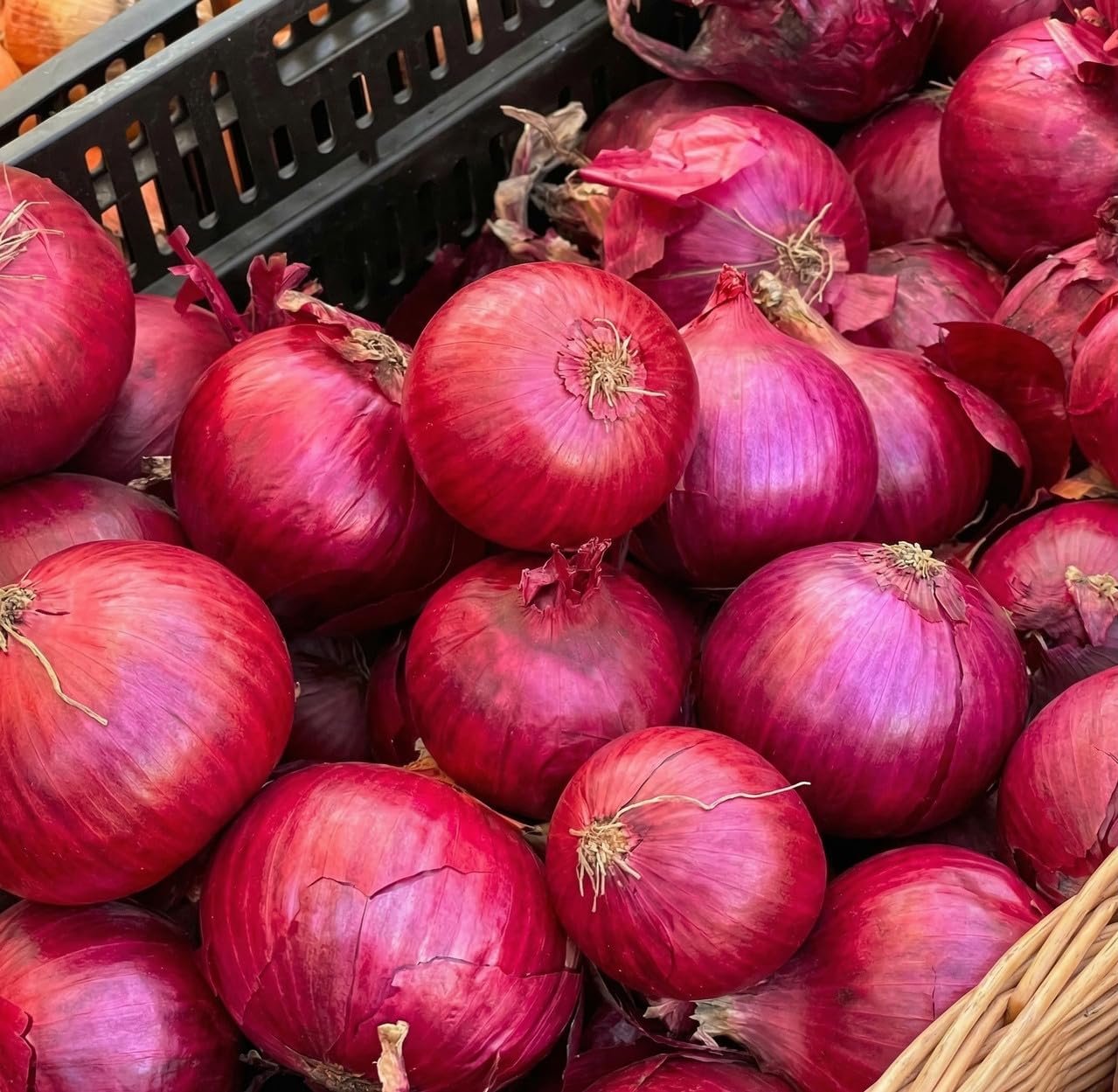 100 Red Onion Bulbs for Planting, Non-GMO, High Yield Onion Sets, Fast-Growing Vegetable Bulbs for Outdoor Gardens, Raised Beds & Containers