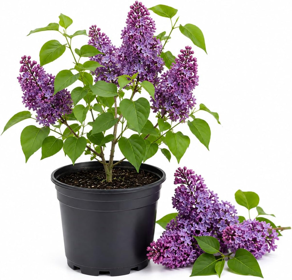 Purple Lilac Bush Live Plant in Medium Pot, 8-12" Tall Fast Growing Lilac Plants Live, Easy Care, Fragrant Flowering Shrubs, Perfect for Gardens & Landscaping