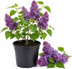 Purple Lilac Bush Live Plant in Medium Pot, 8-12" Tall Fast Growing Lilac Plants Live, Easy Care, Fragrant Flowering Shrubs, Perfect for Gardens & Landscaping
