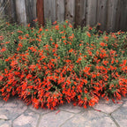 Fuchsia Plants Live, Gold and Red Foliage, 6-12 Inch Tall, Autumnale Variety, Fast Growing Deciduous Flowering Shrub, Well-Rooted Plant