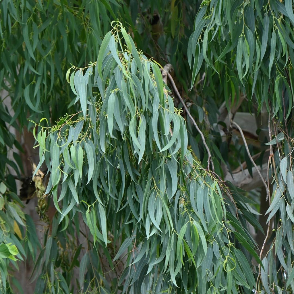 Lemon Eucalyptus Plant Live – Live Medium Eucalyptus Plants, Fast Growing Eucalyptus Live Plant for Backyard and Outdoor Plante