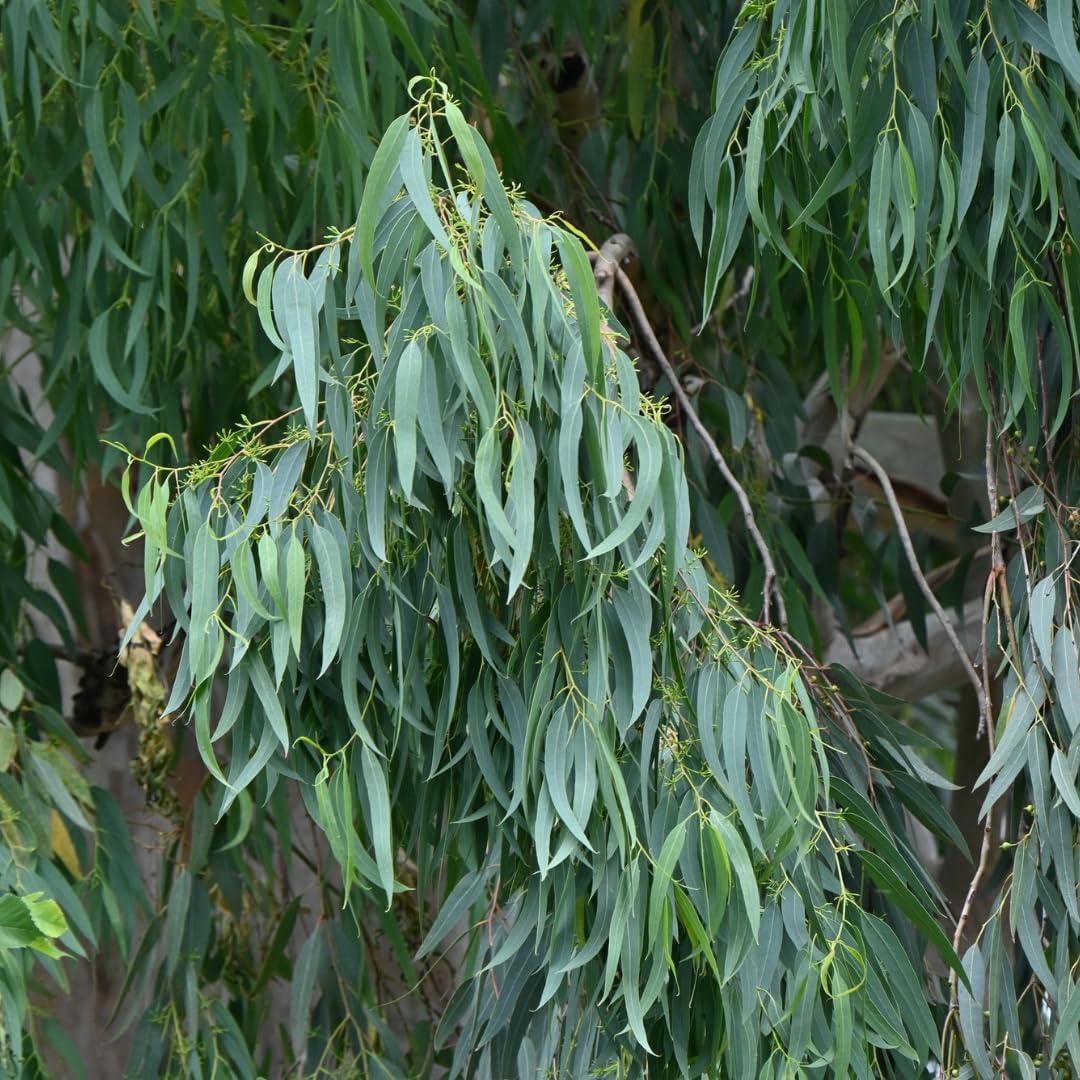 Lemon Eucalyptus Plant Live – Live Medium Eucalyptus Plants, Fast Growing Eucalyptus Live Plant for Backyard and Outdoor Plante