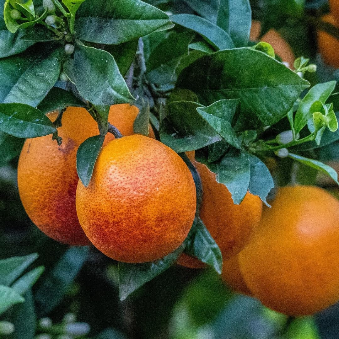 Blood Oranges Fresh | Orange Trees Live Plants | 2.5–3 Feet Live Potted Citrus Plant | Sweet Juicy Fruit Tree for Indoor & Outdoor Spaces | No Ship to CA,HI,AK
