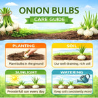 100 Red Onion Bulbs for Planting, Non-GMO, High Yield Onion Sets, Fast-Growing Vegetable Bulbs for Outdoor Gardens, Raised Beds & Containers