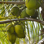 Green Coconut Tree for Planting | 2.5–3 Ft Live Potted Tropical Tree | Sweet Edible Coconuts for Home Gardens, Patios & Containers | No Ship to CA,HI,AK