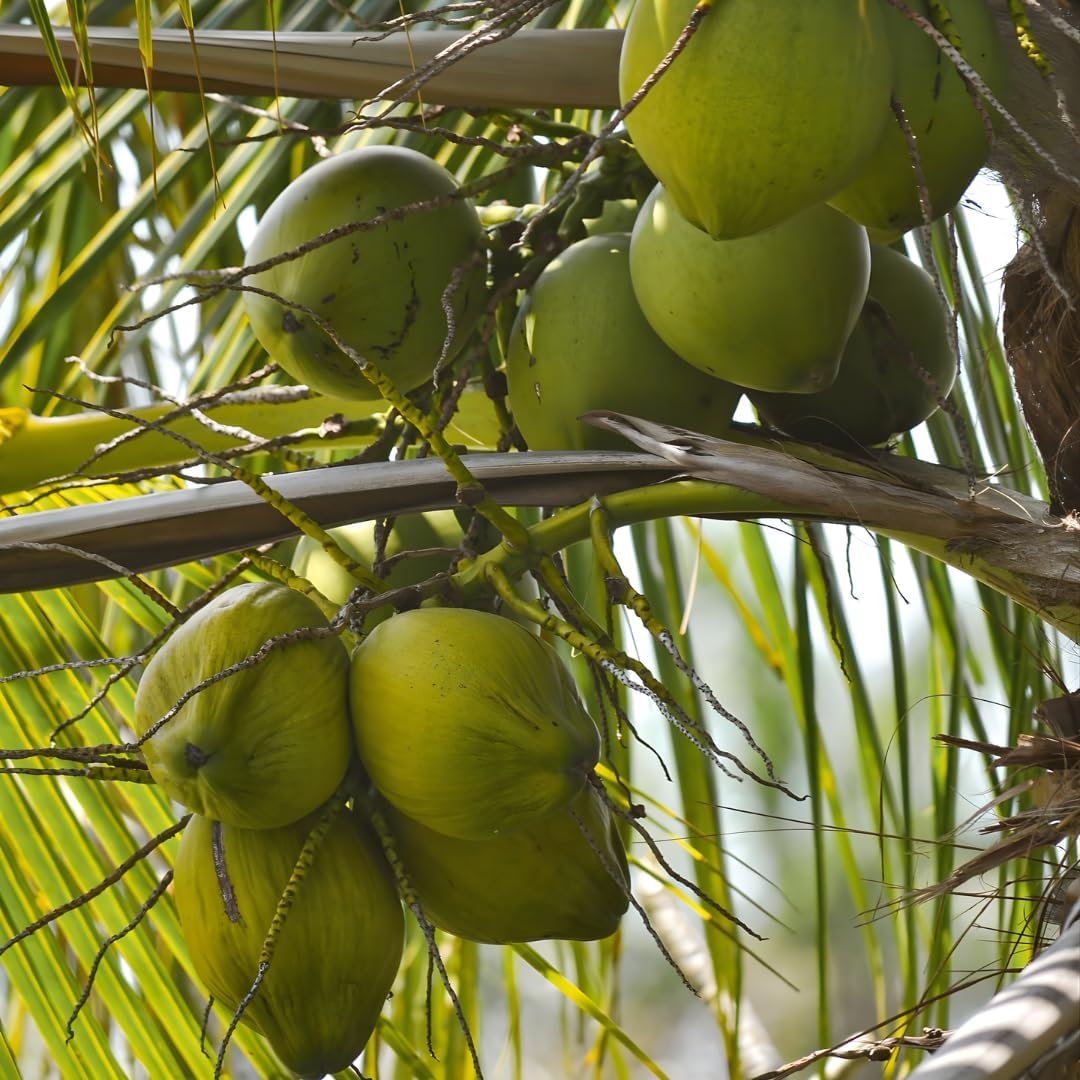 Green Coconut Tree for Planting | 2.5–3 Ft Live Potted Tropical Tree | Sweet Edible Coconuts for Home Gardens, Patios & Containers | No Ship to CA,HI,AK