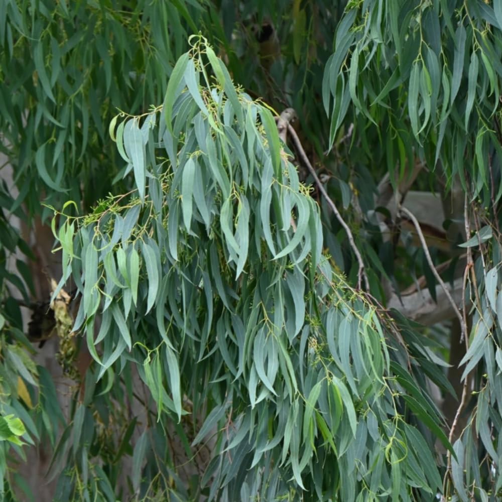 2 Large Lemon Eucalyptus Plant Live – Live Eucalyptus Plants, Fast Growing Eucalyptus Live Plant for Backyard and Outdoor Plante