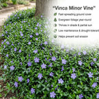2 Vinca Minor Plants, Periwinkle Plants Live, 4" Container, Vigorous Creeping Groundcover for Backyard and Garden Rows