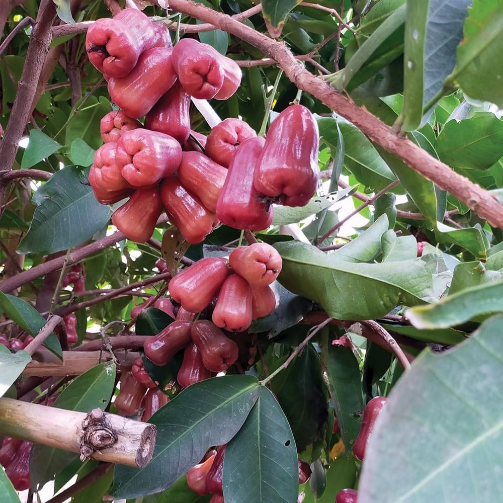 Rose Apple Tree Plant, Sweet Wax Red Jambu Fruit Tree | 30-36 Inches Potted Tropical Plant Seedling | Syzygium Jambos with Early Fruiting Potential for Home Growers | No Ship to CA,HI,AK