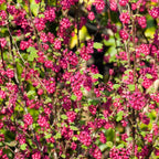 Flowering Currant Live Plant, 7 Inch Tall Bare Root Starter, Pink Spring Blooming Shrub for Garden Borders