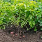 Seed Potatoes Mix - Red - Russet - Yukon Gold, 2 Lbs, Non GMO, Easy To Grow, Heirloom Potato Seeds for Planting Outdoors