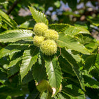 2 Chestnut Tree Live Plant, 6-10" Potted Plant, Low Maintenance Edible Shade Tree for Homeowners, Cold-Hardy Starter for Sweet Roasting Nuts