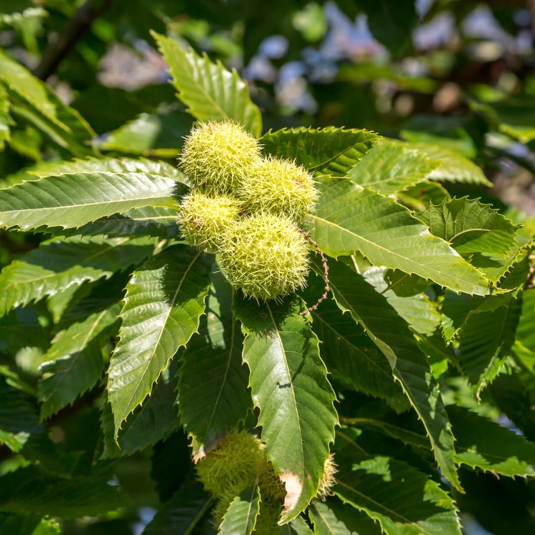 2 Chestnut Tree Live Plant, 6-10" Potted Plant, Low Maintenance Edible Shade Tree for Homeowners, Cold-Hardy Starter for Sweet Roasting Nuts