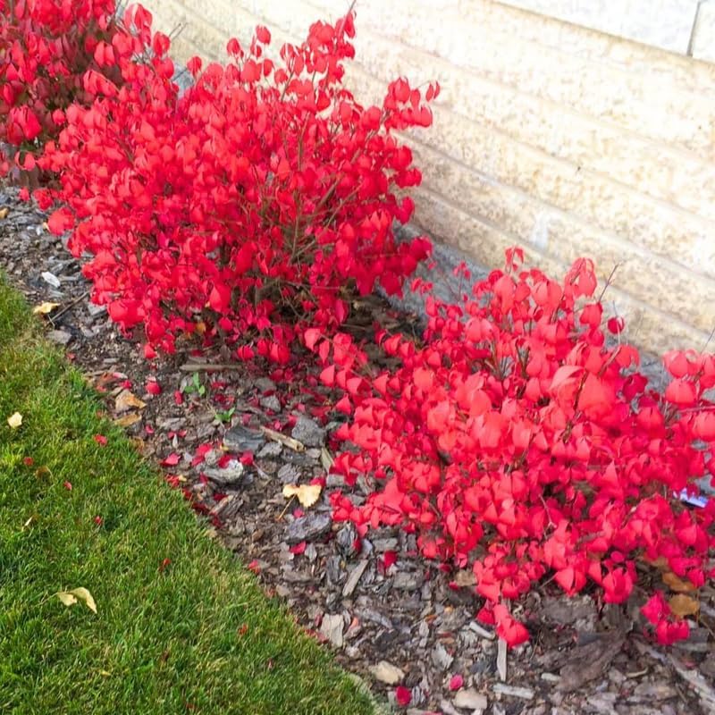 2 Burning Bush Shrub Live Plants | 8-12 Inch Bare Root Rooted Cuttings | Vibrant Red Fall Foliage | Deciduous Ornamental Shrub for Backyard and Landscape