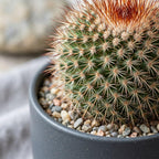 Live Cactus Plant Gymnocalycium Horstii Green Tomato, 4" Pot, Low Maintenance Rare Cactus, Drought Tolerant Houseplant for Indoor Décor, Windowsills & Succulent Collections