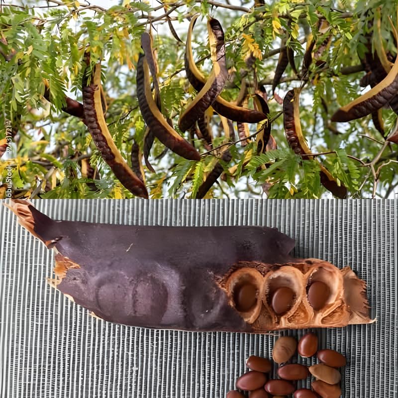 2 Honey Locust Native Seedlings | Honey Locust Tree Live Plants | 1–2 Feet Tall Seedling Trees | Ideal for Yard Planting and Landscape Use