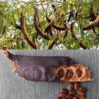 2 Honey Locust Native Seedlings | Honey Locust Tree Live Plants | 1–2 Feet Tall Seedling Trees | Ideal for Yard Planting and Landscape Use