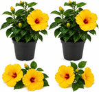 2 Tequila Tropical Hibiscus Plants Live, 6-10" Tall Hibiscus Tree (No Pot), Easy Care Perennial Flower Plant, Ideal for Gardens & Patio