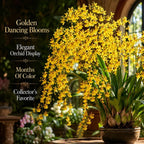 2 Yellow Oncidium Orchid, Dancing Lady Flower Plant, Vigorous Tropical Indoor Houseplant, Bright Yellow Blooms for Garden & Balcony