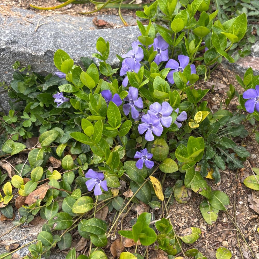 Vinca Minor Ground Cover Plants, Periwinkle Plants Live, 4 Inch Pot, Evergreen Groundcover Vine with Purple Flowers