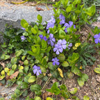 Vinca Minor Ground Cover Plants, Periwinkle Plants Live, 4 Inch Pot, Evergreen Groundcover Vine with Purple Flowers
