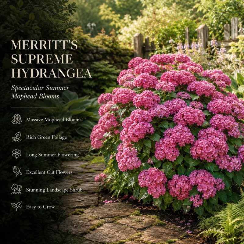 2 Hydrangea Plants Live, Hydrangea Macrophylla Live 4-6 Inch Tall, Grow Robust Floral Clusters for Borders & Outdoor Landscapes