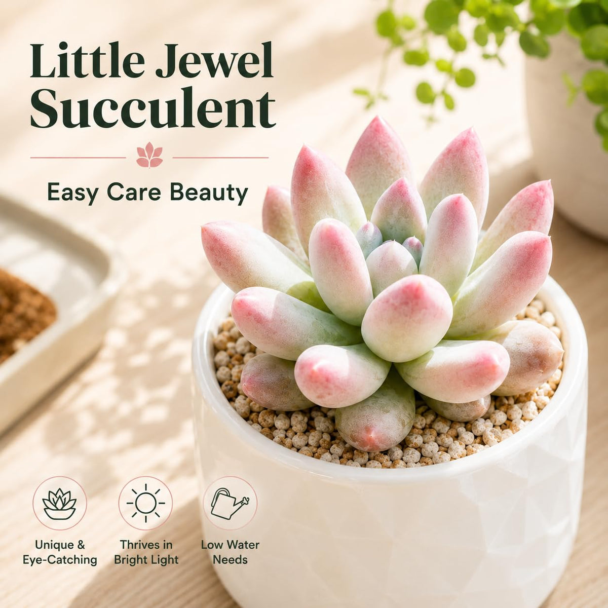 2 Echeveria Chroma Succulent Plants Live, 2 Inch Pot, Rare Live Succulent, Easy Care, Vibrant Color Indoor Houseplant for Home, Office Décor, Small Spaces & Gifts