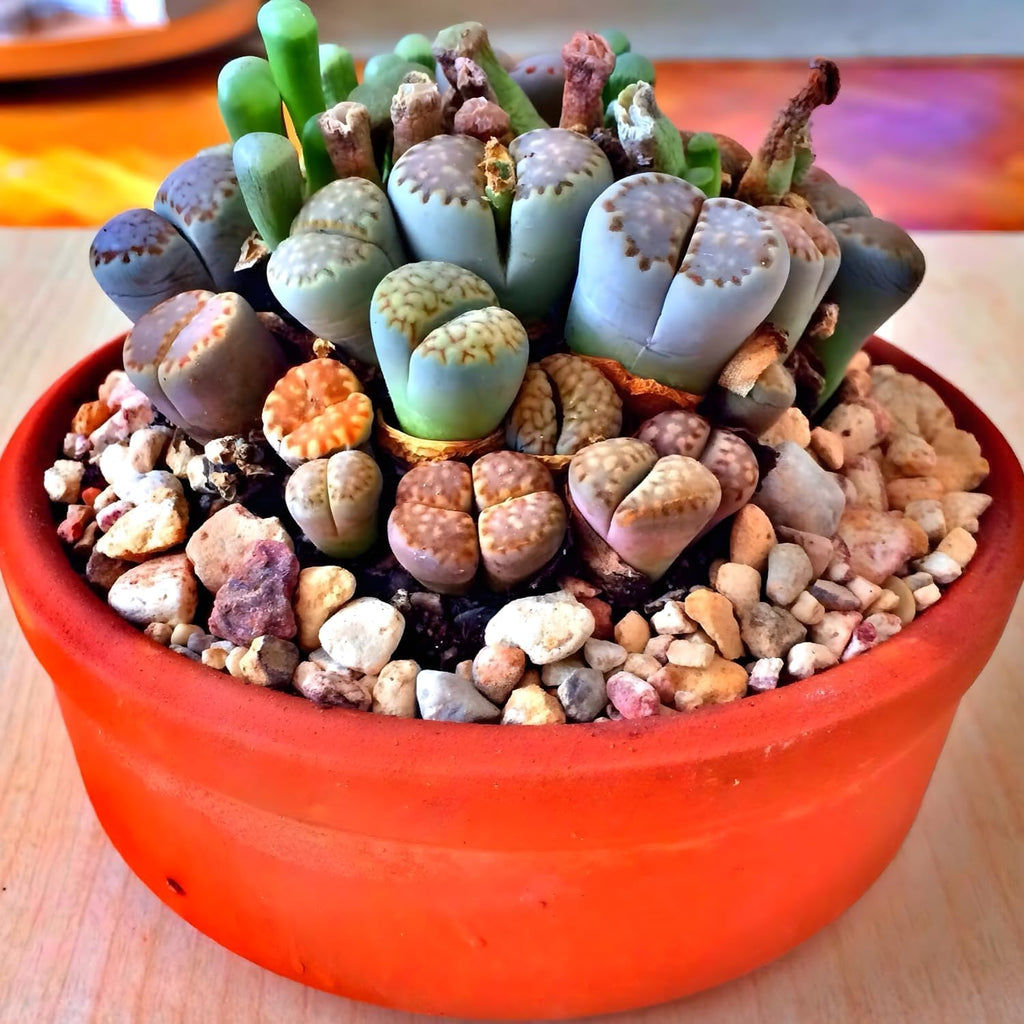 Pack of 30 Live Small Exotic Lithops Live Plants | Perfect for Lithops Starter, Great Terrarium Addition | Bare Root Without Soil or Pot, Easy to Grow and Ideal for Indoor/Outdoor Display