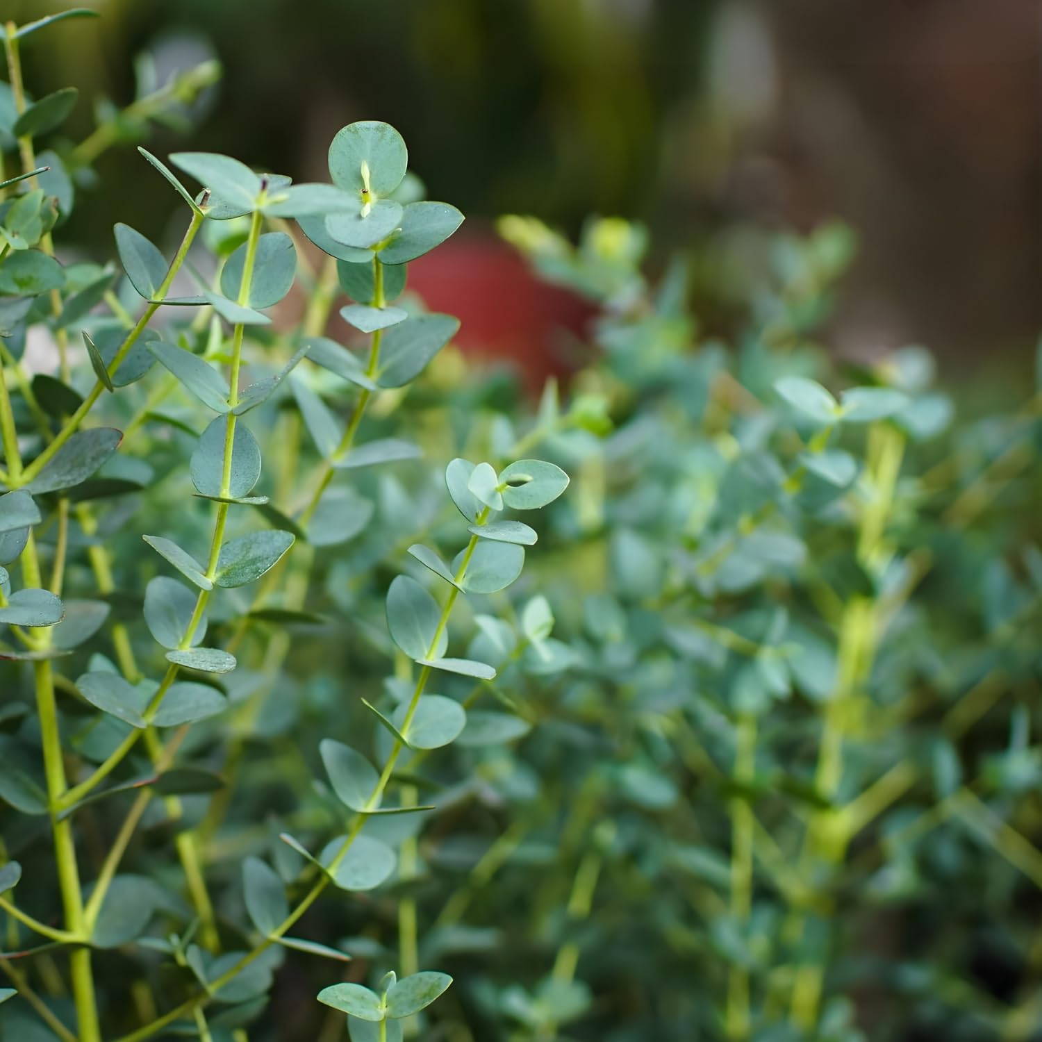 Baby Blue Eucalyptus Plant Live in 2.5 Inch Pot | Real Eucalyptus Plant for Planting Outdoors or Indoors | Fresh Aromatic Foliage | Easy-Growing Eucalyptus for Garden, Patio & Home Décor