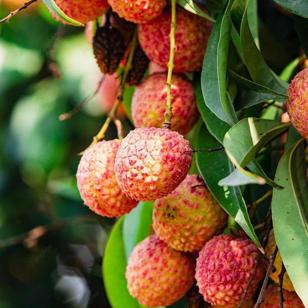 Mauritius Lychee Trees Live Plants | 2.5–3 Ft Live Potted Plant | Compact Sweet Fruit Tree for Patios, Balconies & Backyard Gardens | No Ship to CA,HI,AK