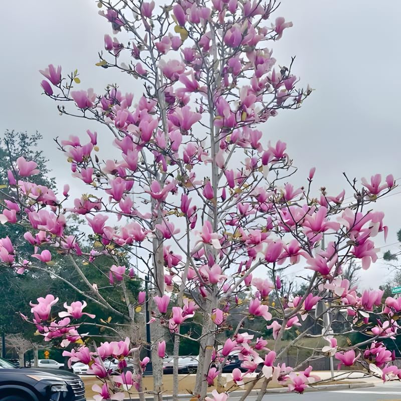2 Jane Magnolia Trees Live Plants | Japanese Magnolia Tree Live Plant | 8–12 Inch Rooted Cutting Plants | Suitable for Yard Growing and Seasonal Flower Display