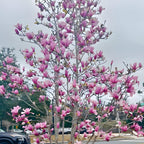 2 Jane Magnolia Trees Live Plants | Japanese Magnolia Tree Live Plant | 8–12 Inch Rooted Cutting Plants | Suitable for Yard Growing and Seasonal Flower Display