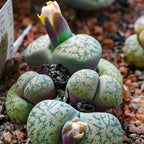 Mix Lithops Succulent Plants Live | 30 Pcs Lithops Live Plants | Bare Root Without Pot & Soil, Indoor Office Desk Decoration, Friend Plant Lovers Gifts
