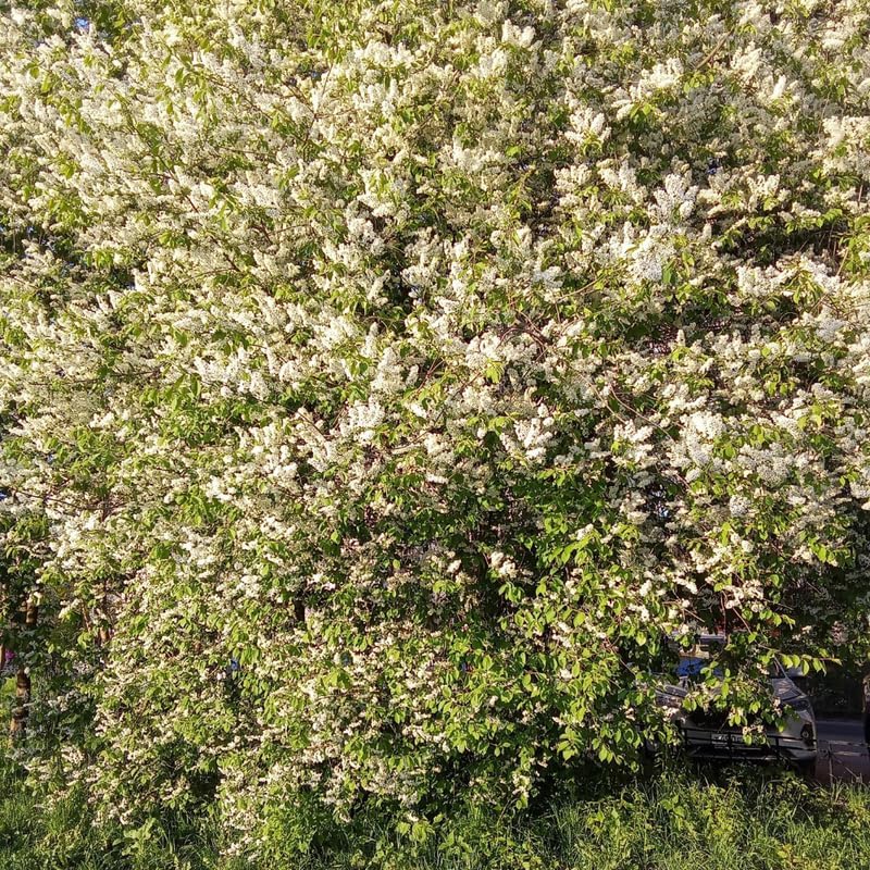 Chokeberry Plant Live, 3-4 Inch Size, Low Maintenance Deciduous Fruit Producer for Small Yards