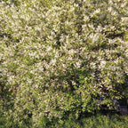 Chokeberry Plant Live, 3-4 Inch Size, Low Maintenance Deciduous Fruit Producer for Small Yards